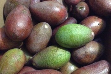 Avocados