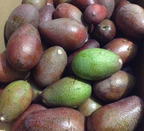 Avocados