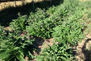 Comfrey plants