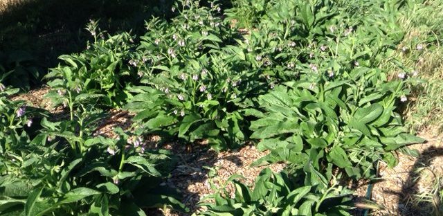 Comfrey plants