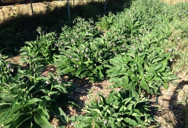 Comfrey plants
