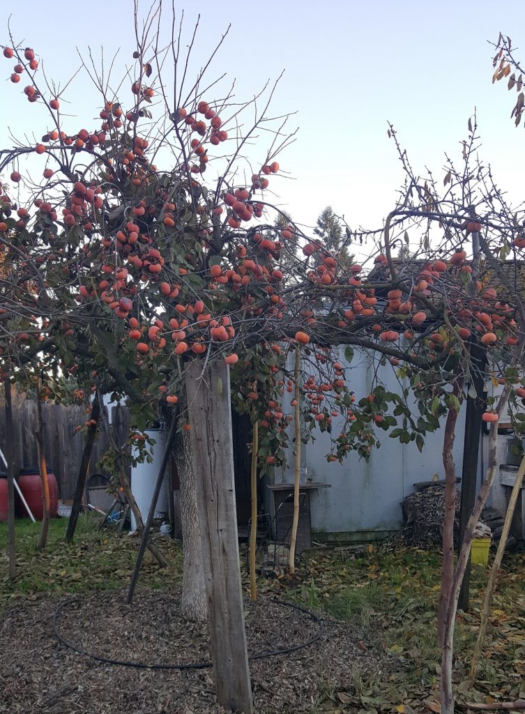 Persimmon tree